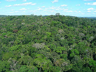 Forest, Amazonas, Brazil
© WWF-Brazil/Cláudio Maretti - © WWF-Brazil/Cláudio Maretti Forest, Amazonas, Brazil