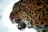 Amur leopard, snarling in snow.
