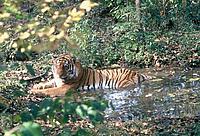 Amur tiger resting in a water puddle near Khor river. Amur region.