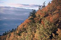 Deciduous forest, Amur region