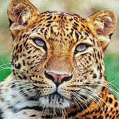 Amur leopard at rest © David Lawson / WWF-UK