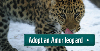 Adopt an Amur leopard