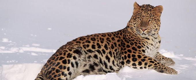 Amur leopards
