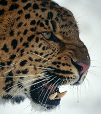 amur leopard