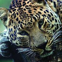 Amur leopard