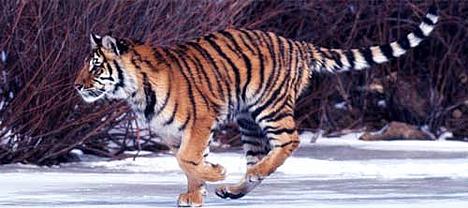 Amur or Siberian tiger