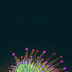 Jewel anenome in UK waters