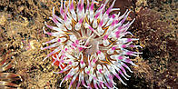 Pink dahlia anemone Paul Naylor www.marinephoto.co.uk 