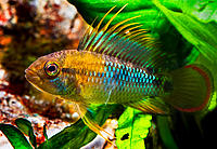 Apistogramma baenschi 