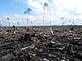 Peat draining and large-scale clearance of natural forest by APP wood supplier PT. 