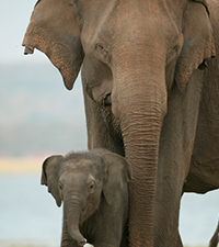 asian elephant