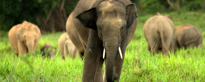 Asian elephants - WWF UK - There are three subspecies of Asian elephant