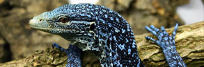 Varanus Macraei