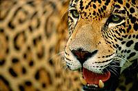 Jaguar - © Staffan Widstrand / WWF Jaguar