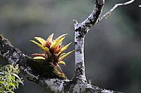 Flora of Serra do Mar State Park - © WWF-Brazil / Adriano Gambarini Flora of Serra do Mar State Park