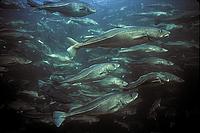 Atlantic cod stocks have been overfished globally - © Gilbert Van Ryckevorsel/WWF-Canada Atlantic cod stocks have been overfished globally