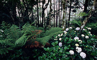 Hortensia in the Atlantic rainforest
© Michel Gunther / WWF-Canon - © Michel Gunther / WWF-Canon Hortensia in the Atlantic rainforest