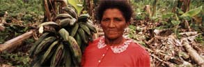 Floods and storms caused by Hurricane Mitch (the likes of which will be more common with climate change) destroyed banana fields and most other crops in La Mosquitia, Honduras.