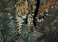 Barabashevskii, male Amur leopard
