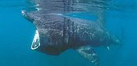 Basking shark - © Paul Naylor / www.marinephoto.co.uk / WWF-UK Basking shark
