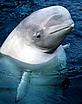 Delphinapterus leucas, Beluga whale, Bering Sea, Pacific Ocean
- © WWF-Canon/Kevin SCHAFER Delphinapterus leucas, Beluga whale, Bering Sea, Pacific Ocean