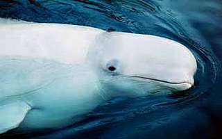 Beluga whale, Delphinapterus leucas Arctic Ocean, - WWF-Canon / Kevin SCHAFER Beluga whale, Delphinapterus leucas Arctic Ocean,