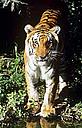 Bengal tiger - WWF UK Bengal tiger © D Lawson / WWF