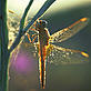 Dragonfly photographed in the Lower Danube river basin. Ukraine