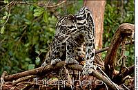 Sunda Clouded leopard 