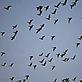 Peter PROKOSCH / WWF-Canon A flock of flying geese