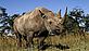 Black rhino