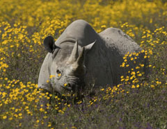 Black rhinoceros in Ngorongoro Crater, Tanzania. © Steve Morello / WWF-Canon Black rhinoceros in Ngorongoro Crater, Tanzania.