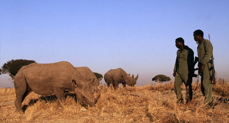 Black rhino under 24-hour armed guard because of threat of poaching