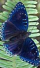 Butterfly on fern © WWF Canon / Yifei ZHANG