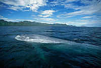 Blue whale (Balaenoptera musculus) adult in winter feeding grounds, Sea of Cortez, Baja California, Mexico.