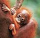 Young orang utan © Digital Vision