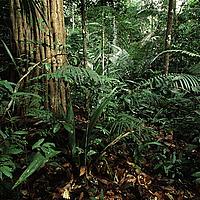 Amazon rainforest