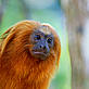 A golden Tamarin, Brazil