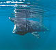 Basking shark © Paul Naylor /www.marinephotos.co.uk / WWF-UK