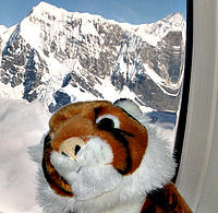Doug the tiger - Nepal diary