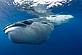 Bryde’s whale with throat pleats expanded after feeding on baitball of sardines.