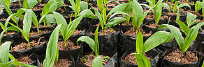 Palm oil seedlings.