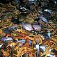 Bycatch on fishing vessel - Mike R JACKSON / WWF-Canon Bycatch on fishing vessel