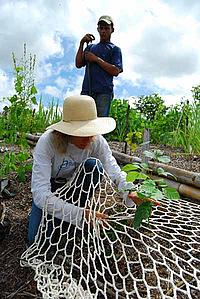 Workers using nets to help root plants to the soil in Cabacal to minimise the impacts of erosion.