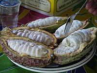 Cacao