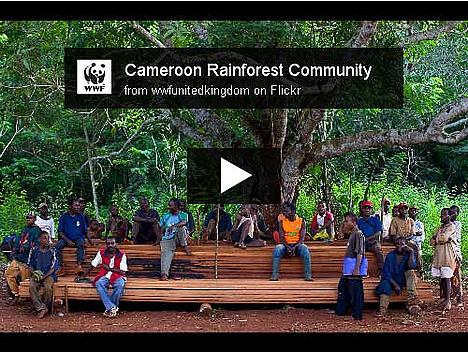 Men sitting on sawn wood at community forest project in Cameroon