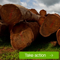 What Wood You Choose?