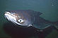 Mekong River giant catfish