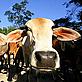 Cattle in the Amazon region