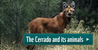 Maned wolf - The Cerrado